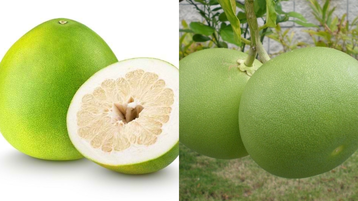 Darah Tinggi? Wajib Cobain Manfaat Jeruk Bali Untuk Kesehatan Dibawah Ini