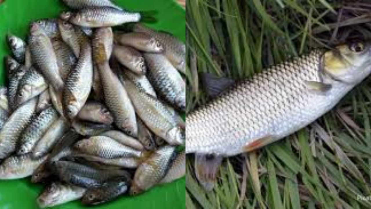 Ini Dia Guys! Beragam Manfaat Dan Nutrisi Ikan Wader Untuk Kesehatan