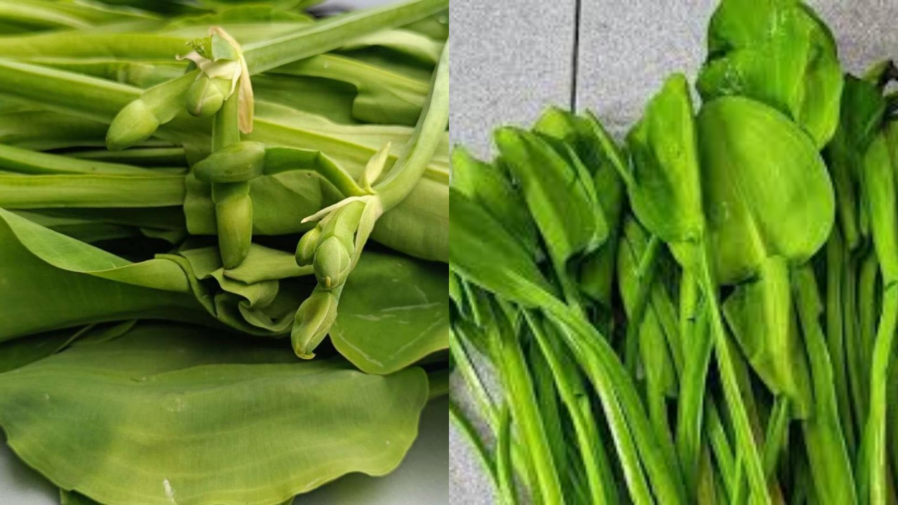 Manfaat Genjer untuk Kesehatan, Sayuran Sederhana dengan Kandungan Gizi Tinggi!