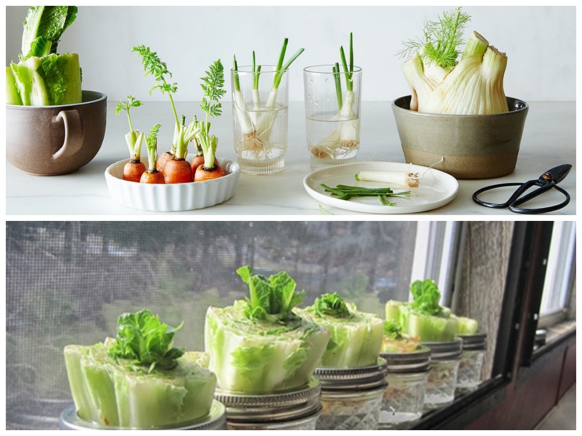  Cara Hemat: 7 Sayuran yang Bisa Tumbuh Lagi Hanya Bermodal Air