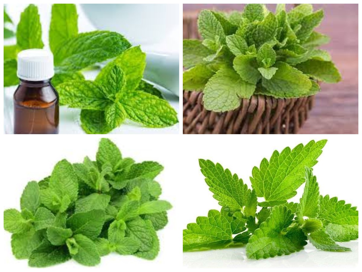 Selain Bisa Jadi Bahan Masakan? Inilah Berbagai Kandungan Nutrisi  dan Manfaat Daun mint