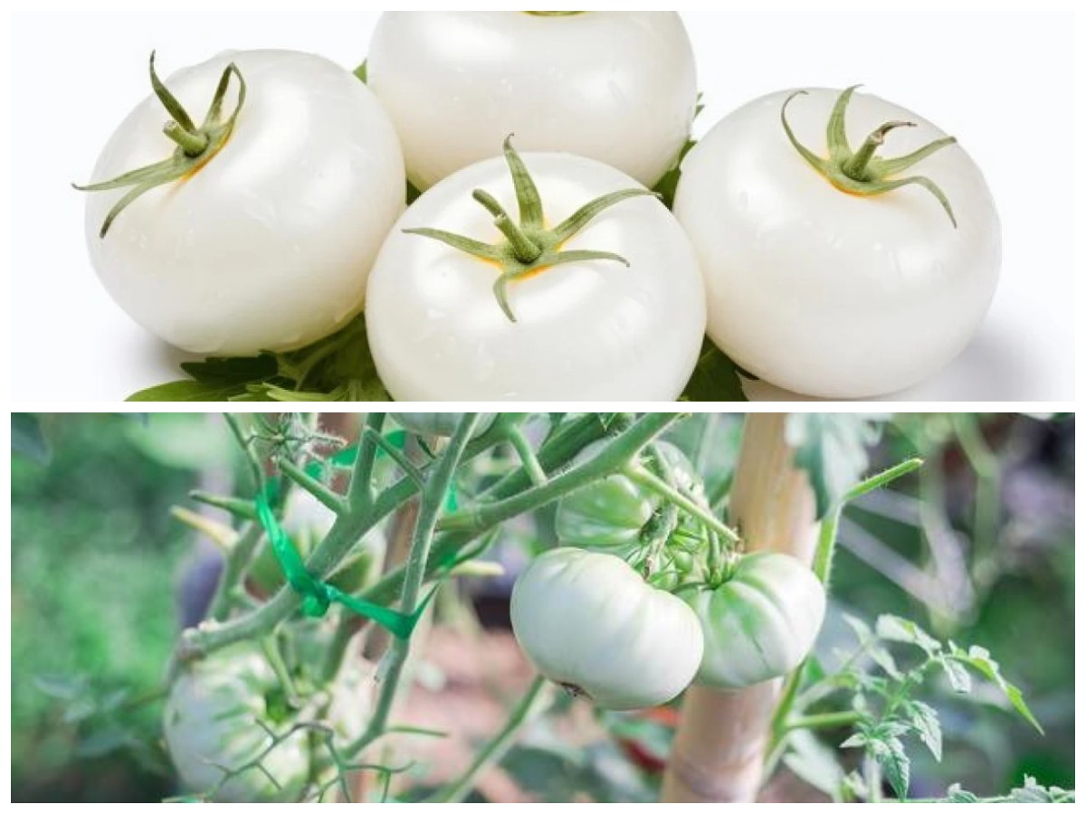 Rahasia Kulit Sehat dengan White Tomato: Inilah Manfaat Utamanya!