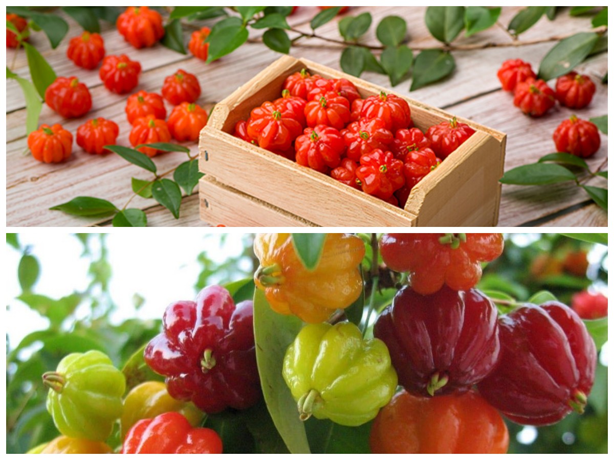 Mengenal Buah Dewandaru dan Beragam Manfaatnya bagi Kesehatan