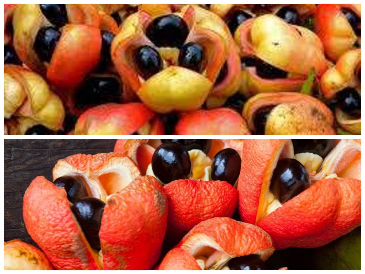 Mengenal Buah Ackee, Kuliner Unik Jamaika yang Nikmat tetapi Harus Diolah dengan Benar