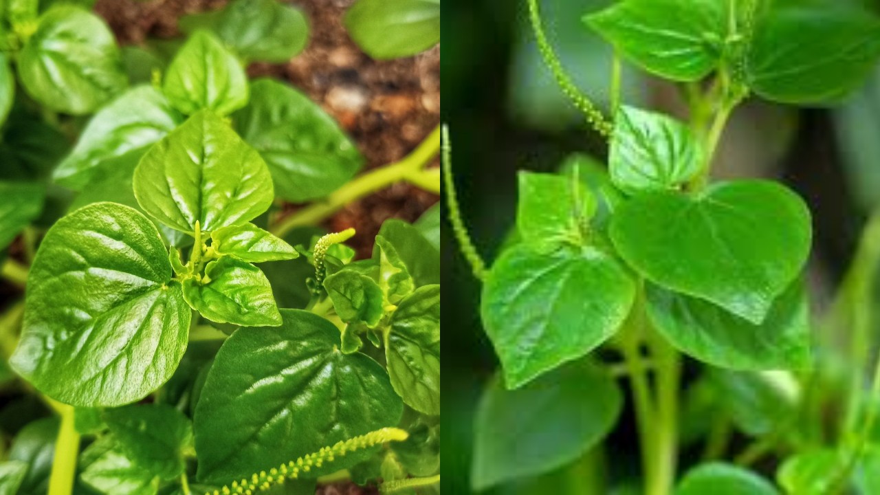 Wajib Diketahui, Beragam Manfaat dari Sirih Cina dan Cara Mengonsumsinya!