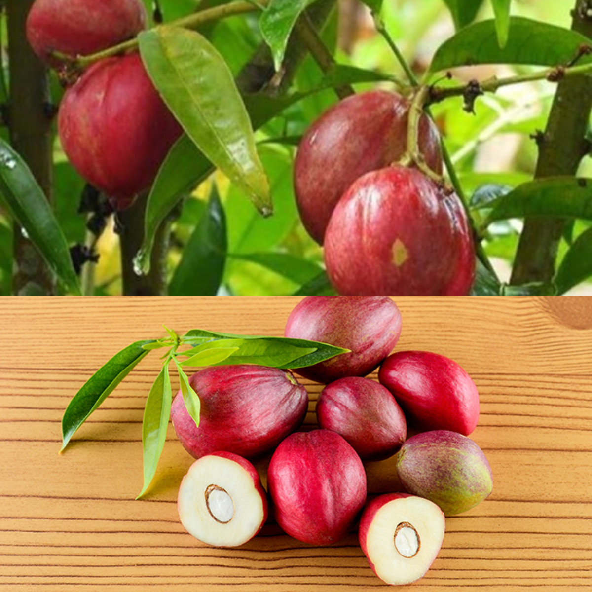  5 Manfaatnya Mahkota Dewa,untuk Kesehatan Tubuh yang Haru anda Ketahui!