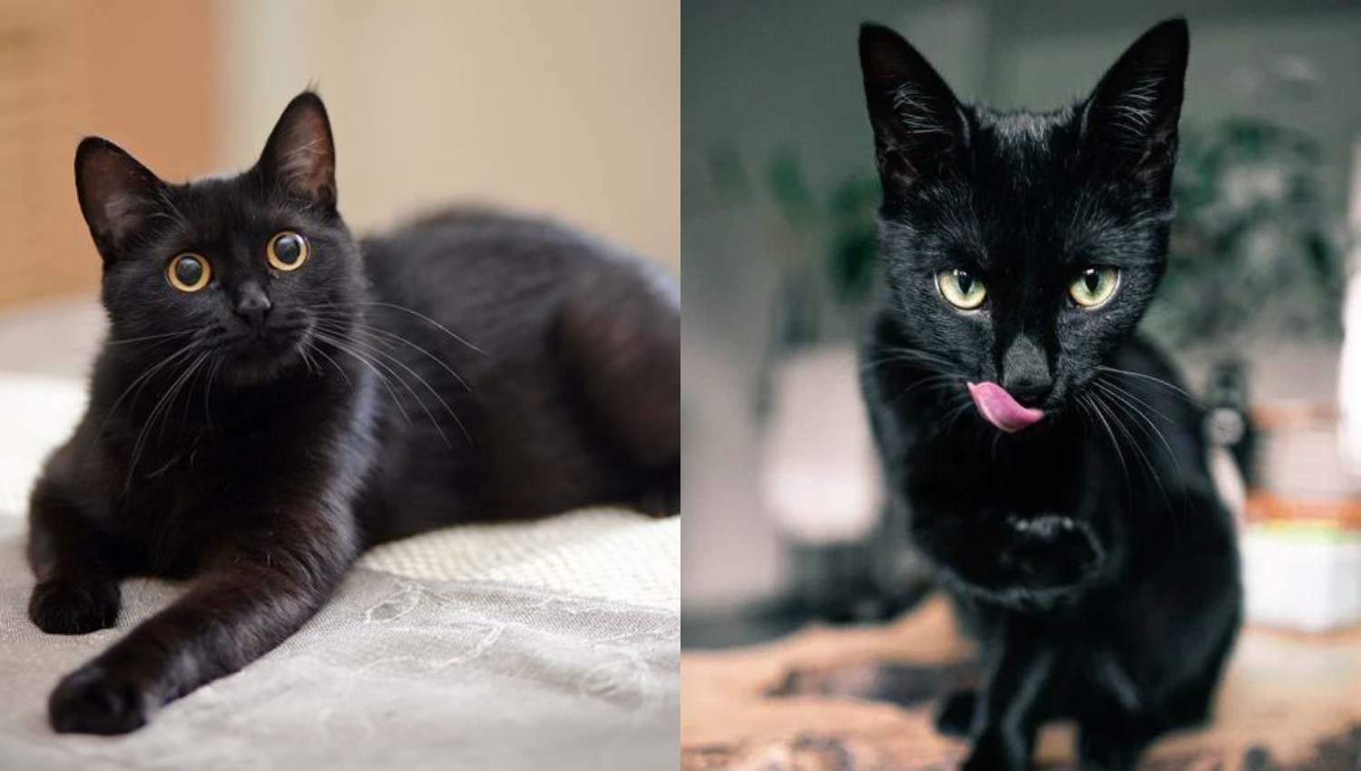 Mitos atau Fakta? Mengungkap Kepercayaan Kucing Hitam Sebagai Pembawa Sial