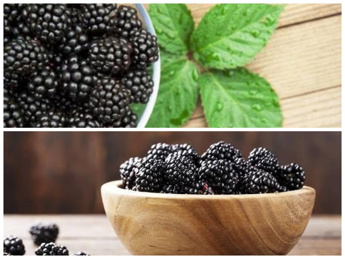 Blackberry, Buah Mungil Penuh Manfaat: Kaya Antioksidan dan Baik untuk Kesehatan Tubuhmu!
