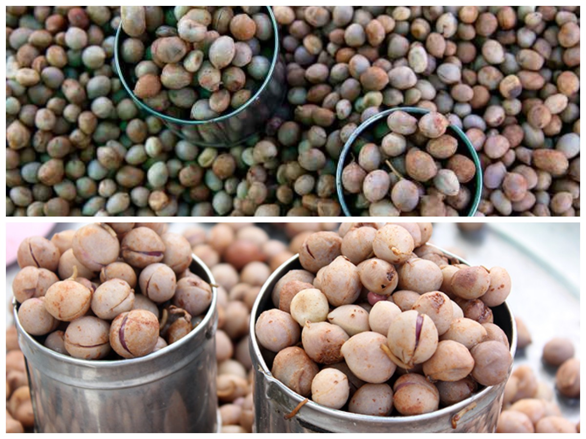 Rahasia Kesehatan dari Kacang Bogor: Kandungan Nutrisi dan Manfaatnya untuk Tubuh