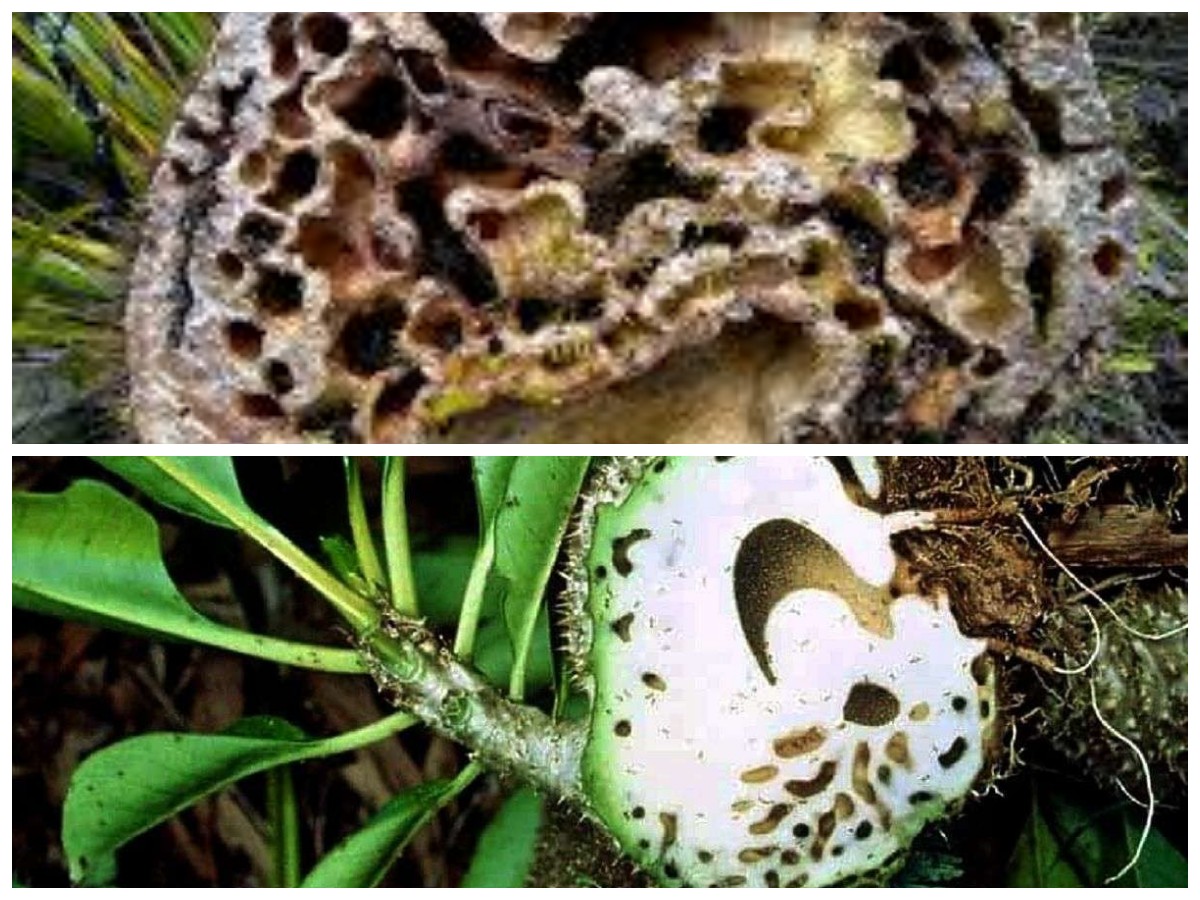 Segudang Khasiat Sarang Semut untuk Menunjang Kesehatan Secara Alami