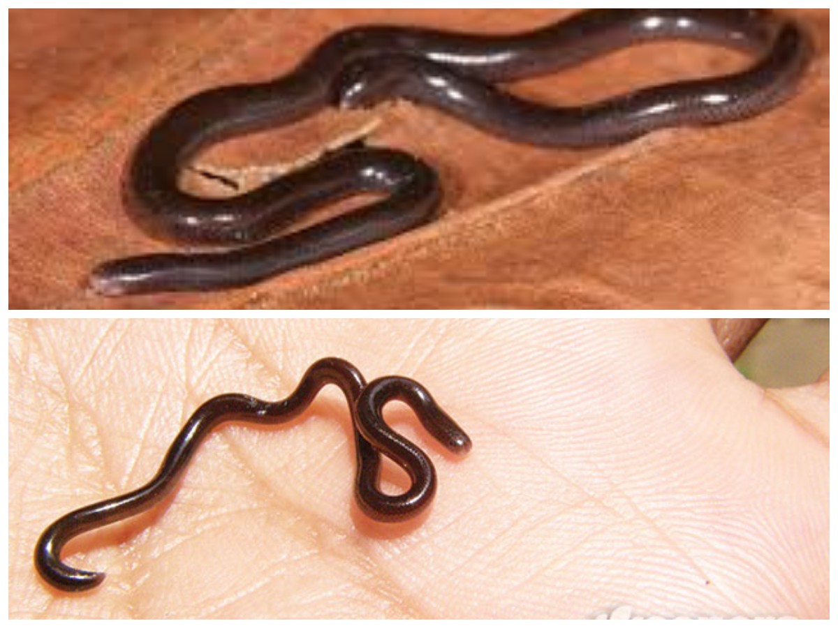 Mengenal Ular Kawat: Ancaman Tersembunyi yang Wajib Diwaspadai di Lingkungan Rumah