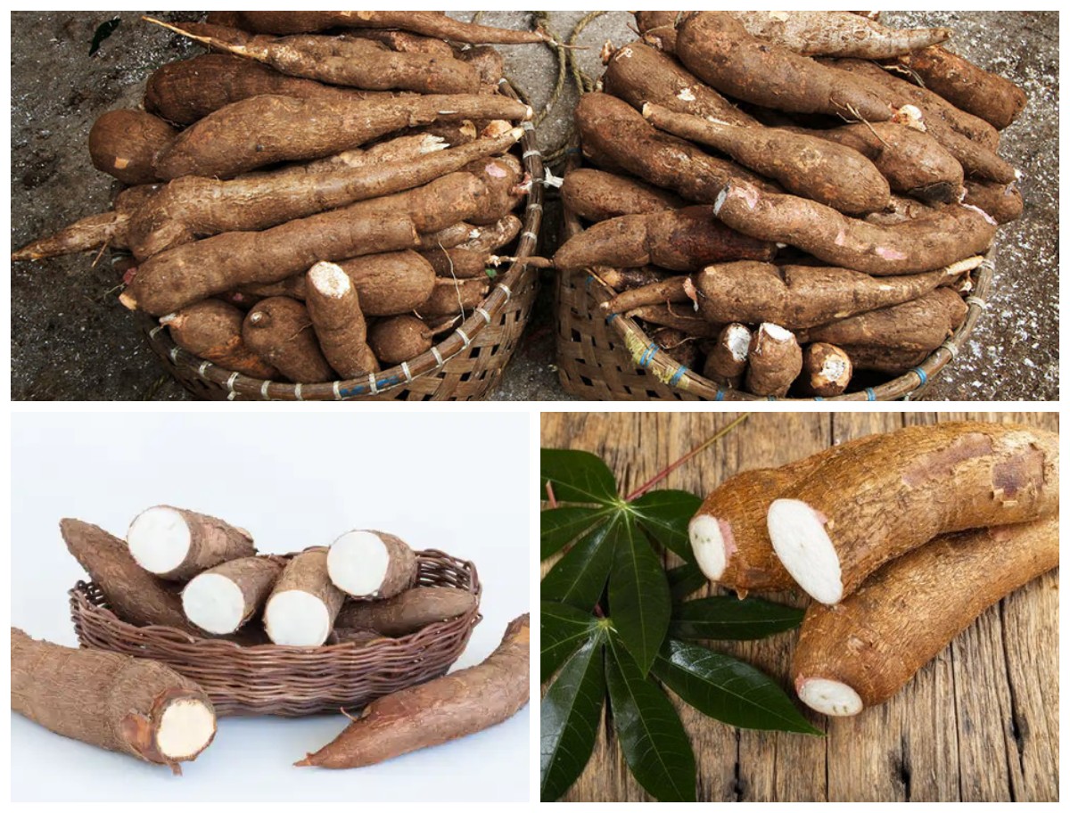 Manfaat Singkong bagi Kesehatan Tubuh: Sumber Energi Alami dengan Segudang Nutrisi!