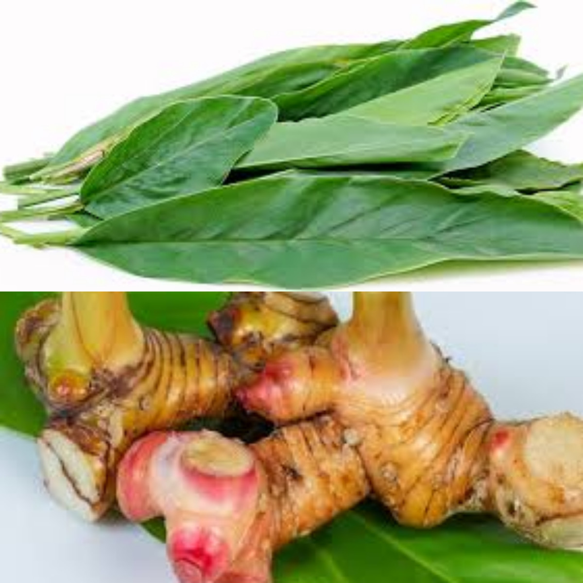 8 Manfaat Minum Air Rebusan Lengkuas untuk Kesehatan!