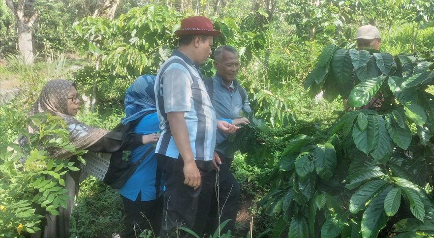 Kebun Enteres Kopi Unggul Pagar Alam Lokasi Study Tiru Lampung Barat