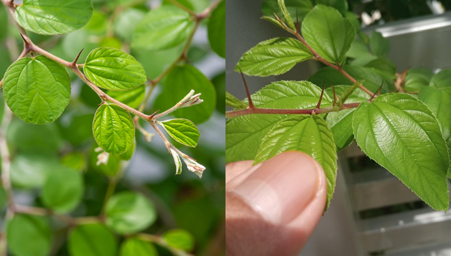 Manfaat Daun Bidara, Herbal Tradisional yang Kaya Manfaat