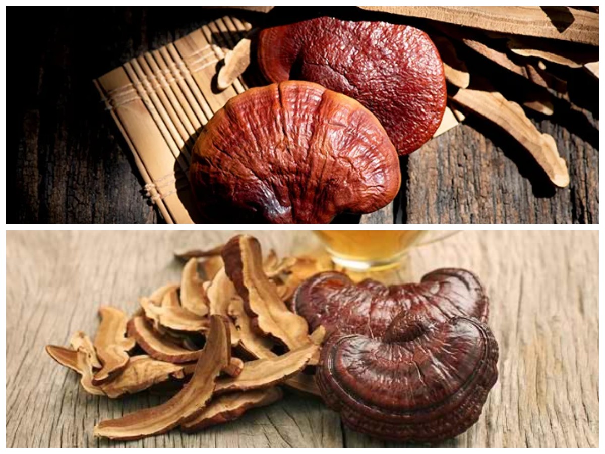 Rahasia Jamur Ganoderma: Bantu Atasi Stres dan Tidur Lebih Nyenyak Secara Alami