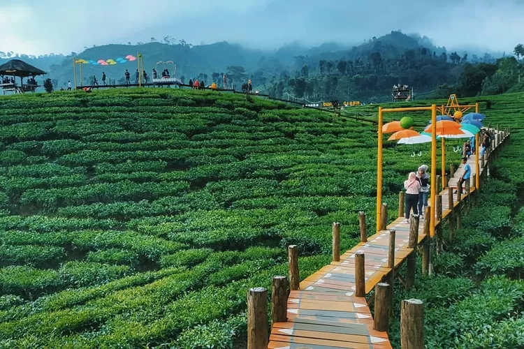 Destinasi Wisata Jember, Eksplorasi Menyegarkan di Kebun Teh Gunung Gambir yang Instagramable!