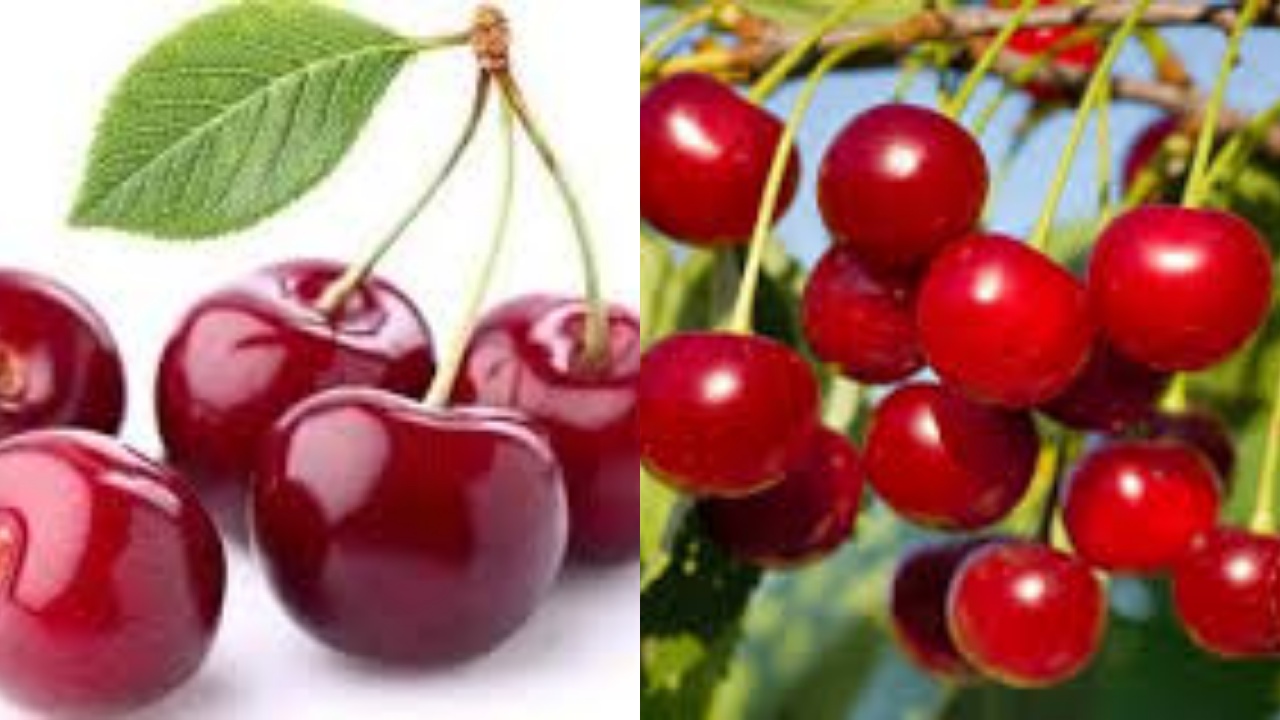 Ceri, Si Buah Imut Yang Bisa Bantu Jaga Kesehatan Tubuhmu!