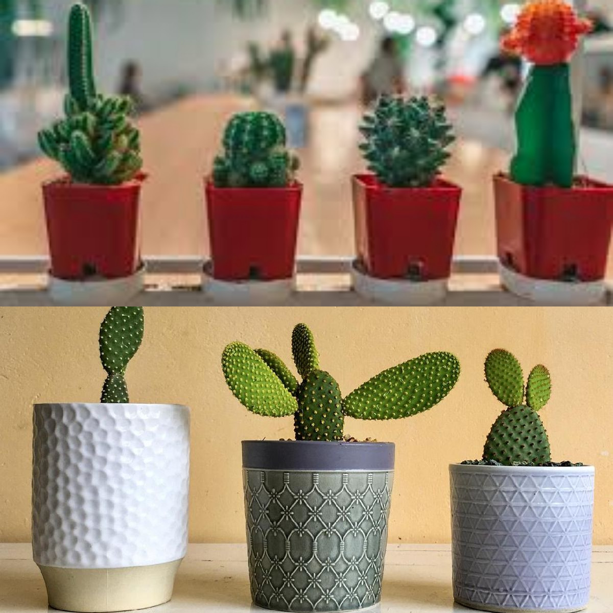 Yang Wajib Diketahui Keuntungan Memiliki Tanaman Kaktus di Dalam Rumah!