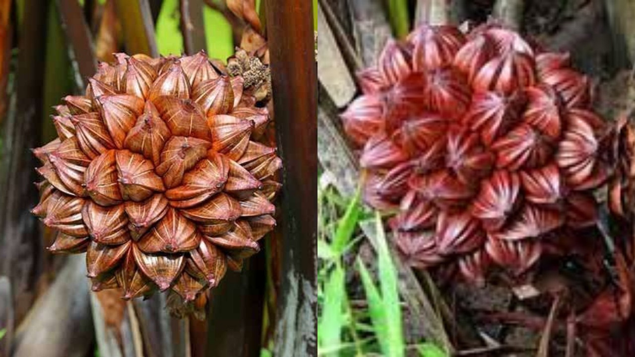 Tak Hanya Segar, Ini Manfaat Hebat Buah Nipah Untuk Kesehatan Yang Harus Kamu Tahu!