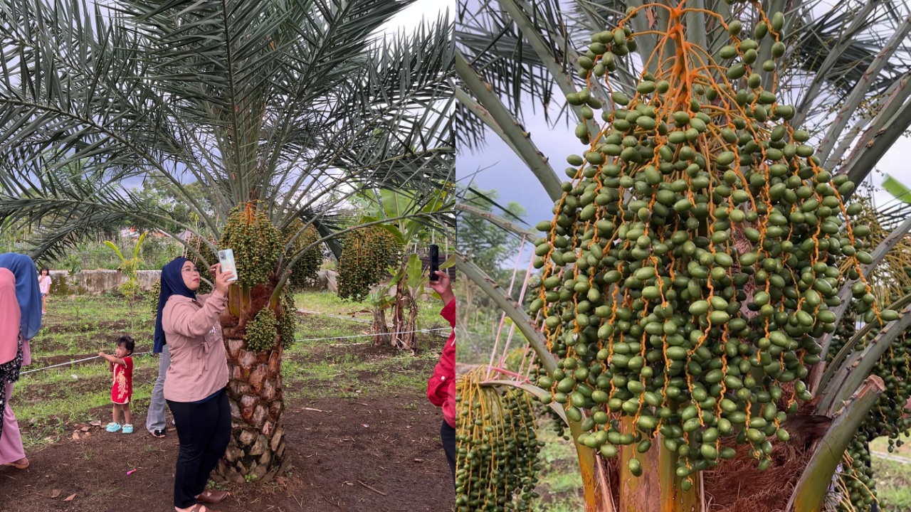 Viral di Medsos Pohon Kurma Berbuah Lebat di Pagar Alam, Pemilik Ungkap Potensi Bisnis yang Menjanjikan