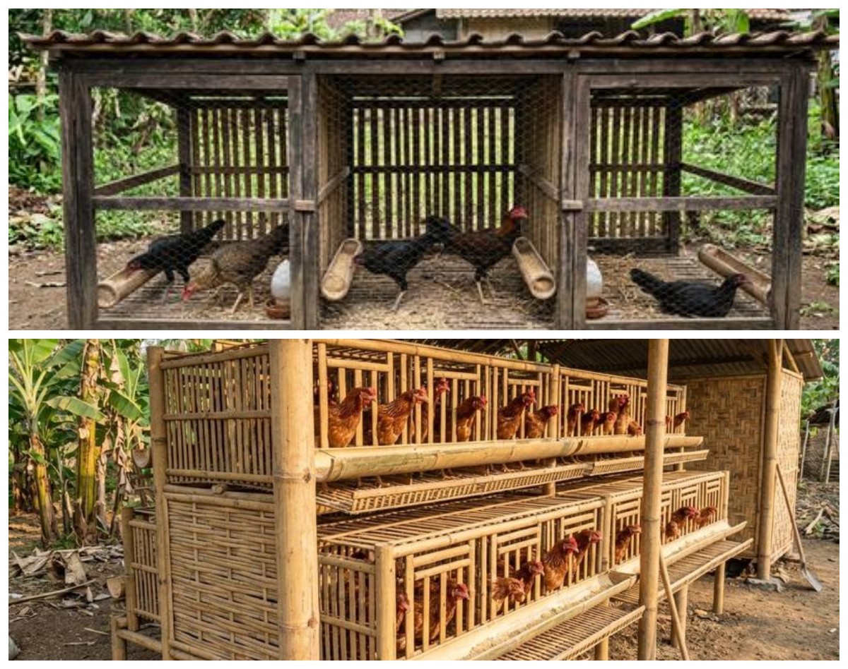 Cara Membuat Kandang Ayam Bambu Sederhana: Rahasia Anti Pengap dan Pembersihan Kilat