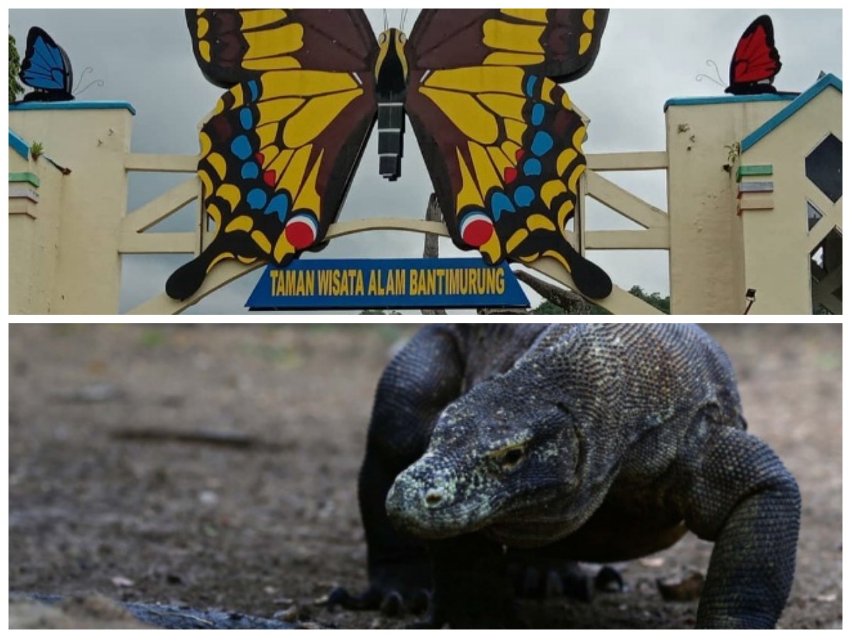 6 Destinasi Ekowisata di Indonesia: Menyelamatkan Satwa Langka Sambil Berwisata Alam