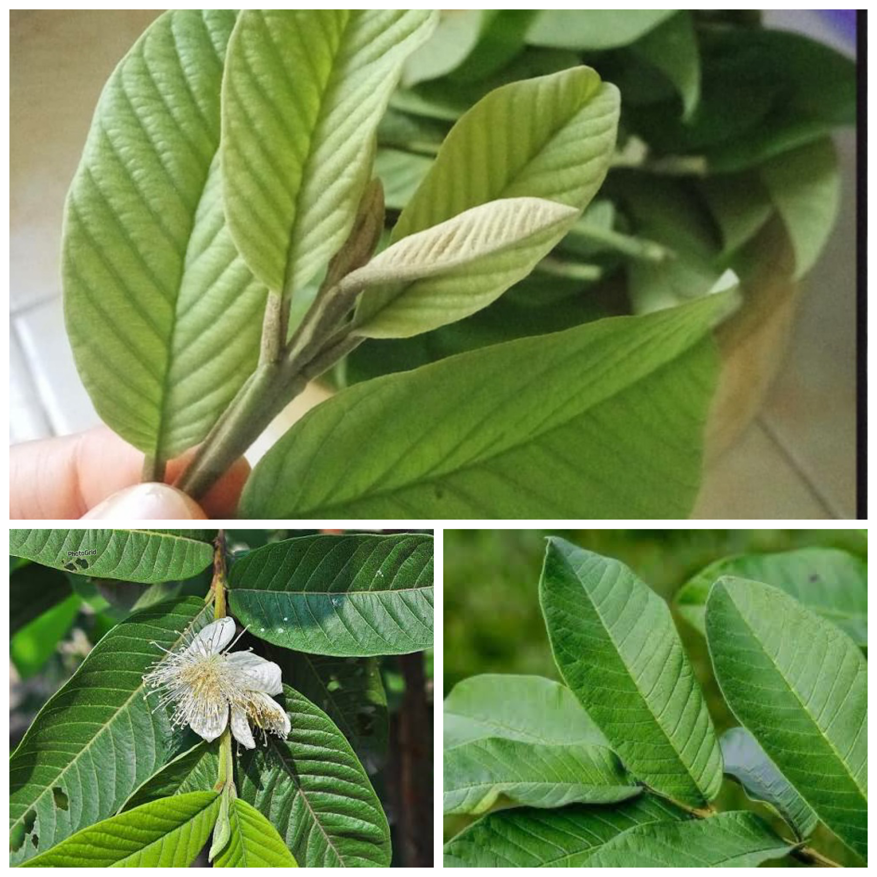 Manfaat Daun Jambu Biji bagi Kesehatan Tubuh: Kandungan, Khasiat, dan Cara Mengolahnya!