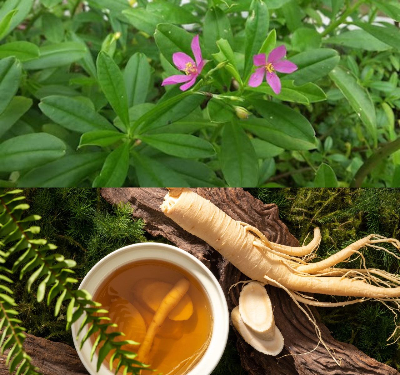 6 Kegunaan Daun Ginseng untuk Kesehatan, Bantu Melawan Penyakit Yang Haru Anda Ketahui!