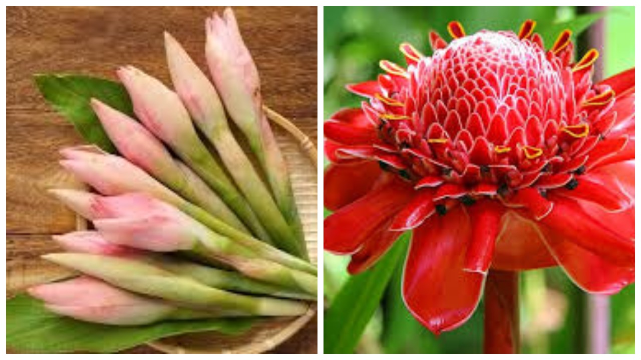 6 Kegunaan Kecombrang untuk Kesehatan serta Teknik Memilih dan Mengolahnya