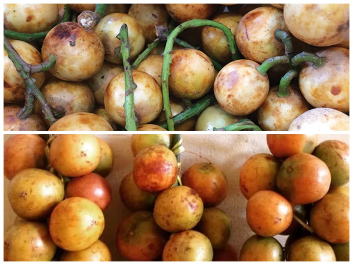 Buah Menteng: Si Kecil Rasa Asam Manis dengan Manfaat Besar untuk Kesehatan