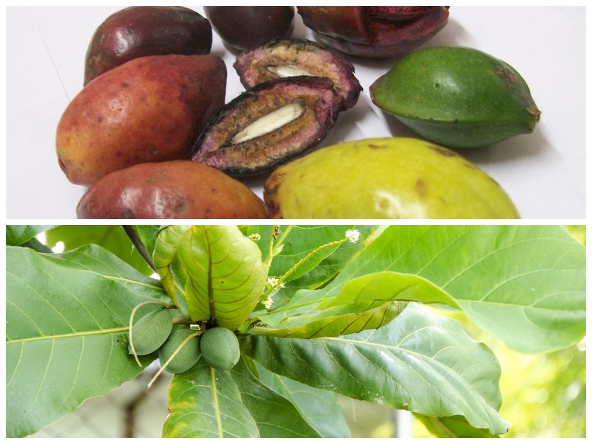 Manfaat Ketapang bagi Kesehatan: Nutrisi Alami dari Buah Tropis yang Menyegarkan