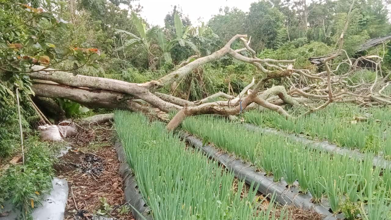 Cuaca Ekstrem, Warga Diminta Waspadai Pohon Rawan Tumbang