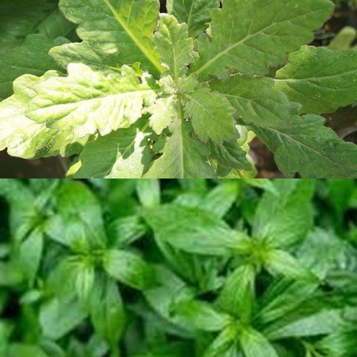  Jarang Diketahui, Ini 5 Manfaat Daun Dewa bagi Kesehatan!