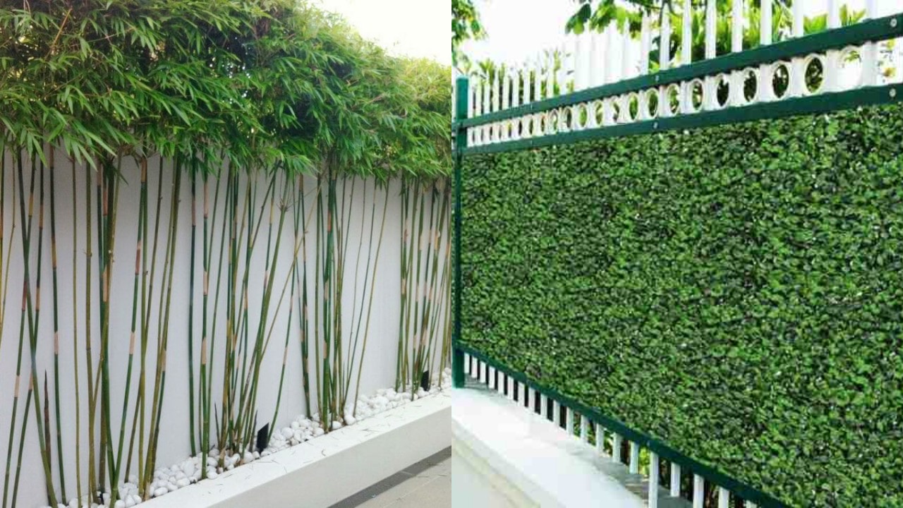 Inspirasi Tanaman Pagar Rumah yang Rindang dan Estetik, Cocok untuk Semua Gaya!