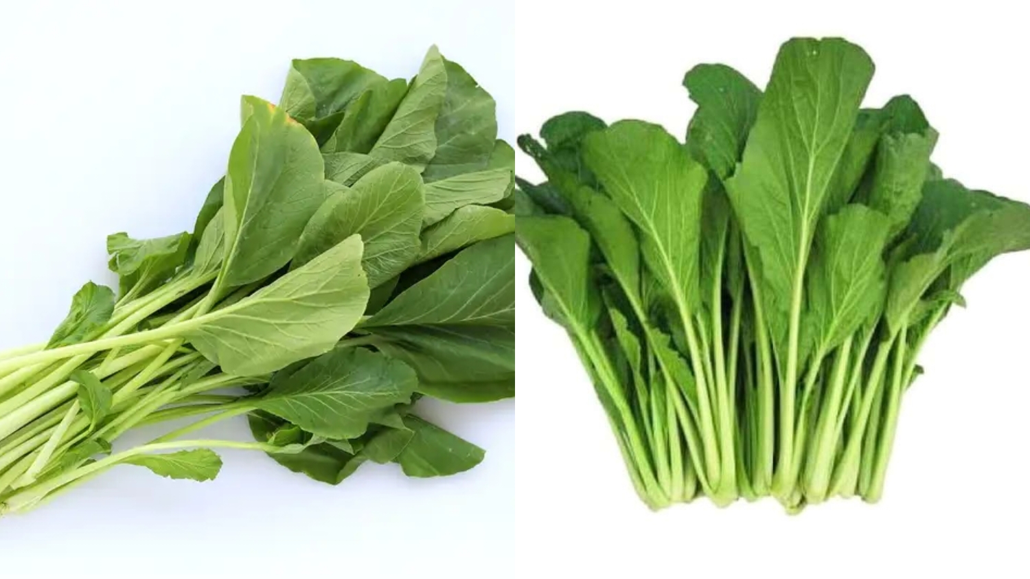 Membantu Program Diet Inilah Manfaat Dari Sawi Yang Harus Kalian Ketahui! 