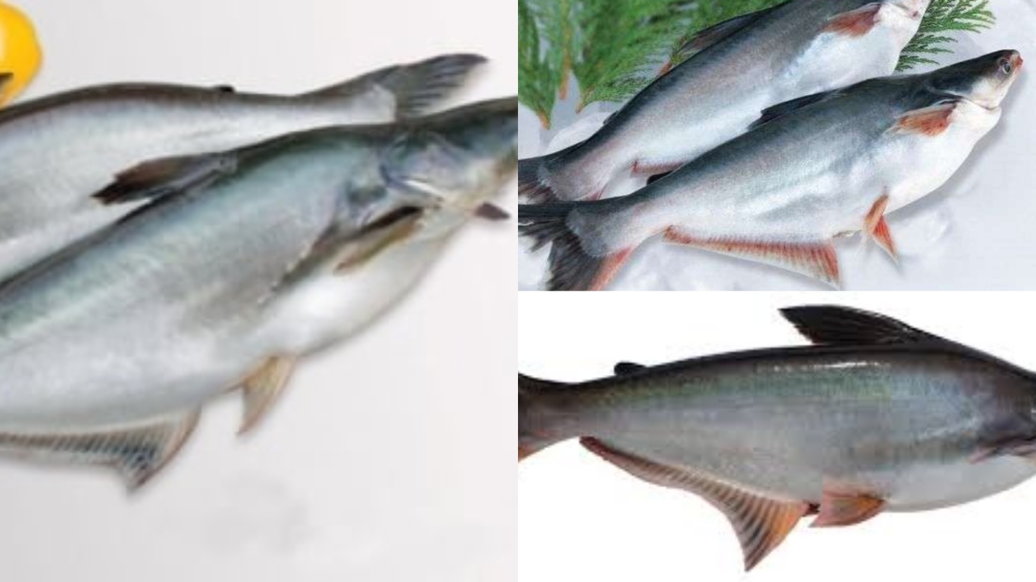 Ikan Patin: Yuk Intip Kandungan Dan Manfaat Yang Luar Biasa Untuk Kesehatan Tubuh Kalian