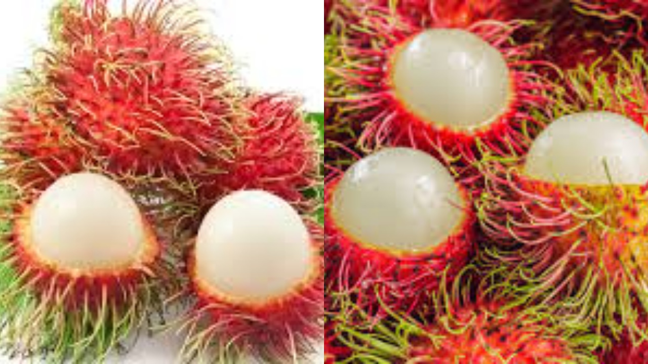 Beragam Manfaat Rambutan Untuk Kesehatan Ibu Hamil Yang Luar Biasa!