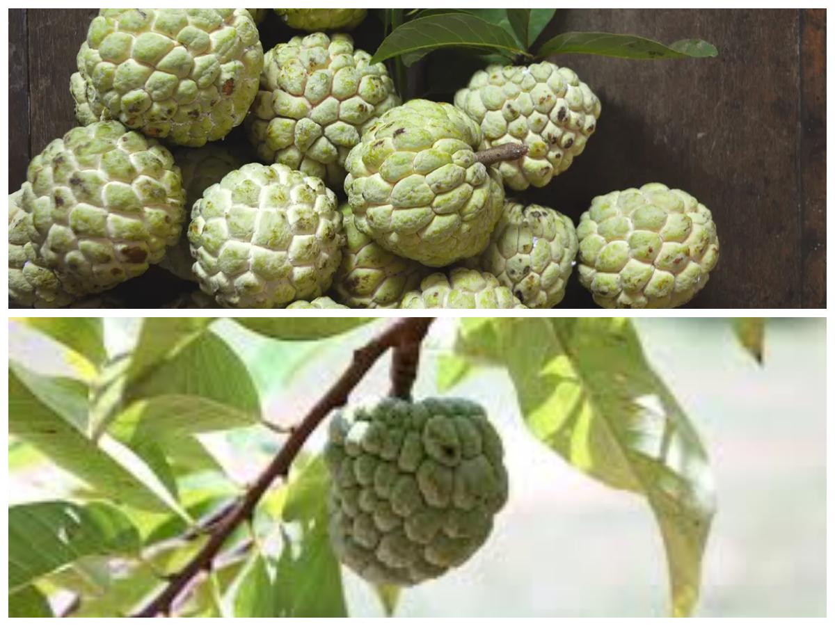 10 Khasiat Srikaya untuk Tubuh: Buah Tropis Lezat dengan Segudang Manfaat Kesehatan