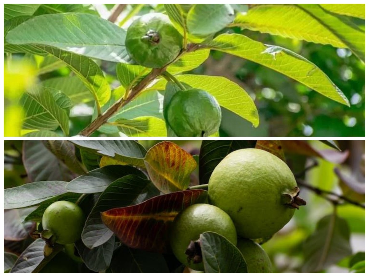 Mengenal Beragam Manfaat Daun Jambu Biji untuk Kesehatan