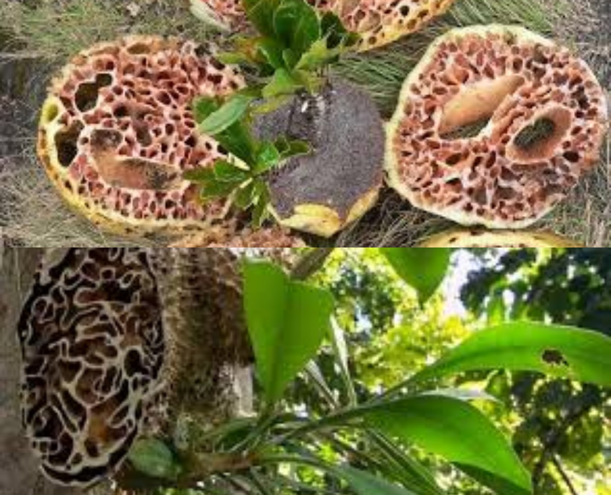 Sarang Semut, Tanaman Herbal dari Papua yang Kaya Manfaat bagi Kesehatan