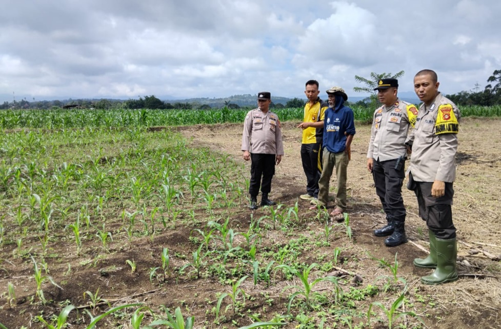 Polsek Dempo Tengah Tanam Jagung 8 Hektar, Dukung Ketahanan dan Swasembada Pangan
