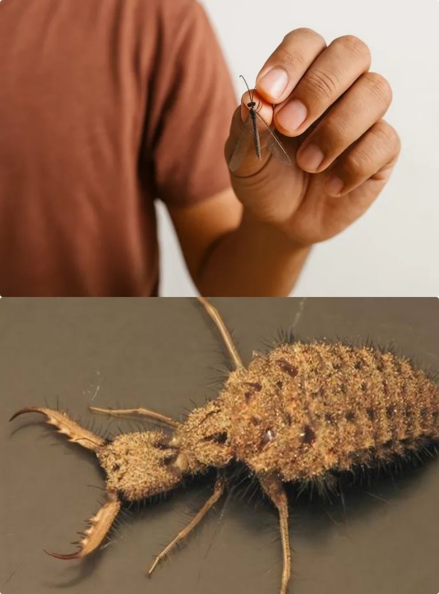 6 Manfaat Undur-Undur bagi Kesehatan, Benarkah Bisa Jadi Obat Alami?