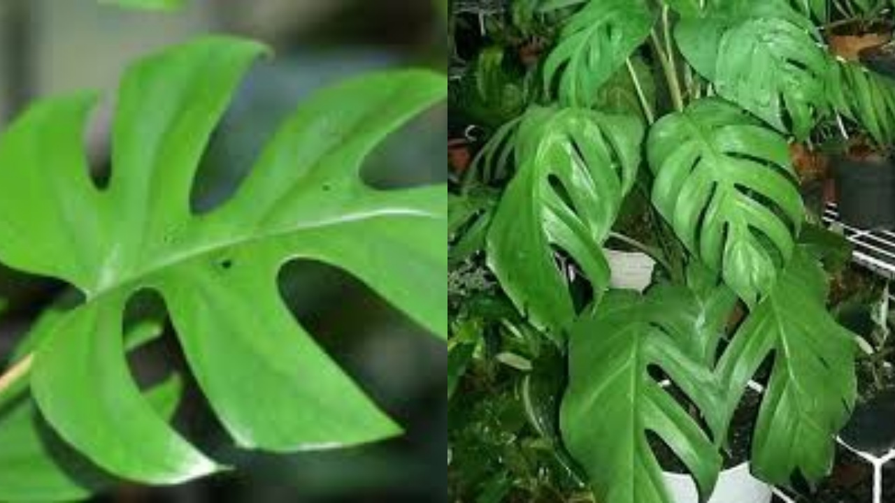 Berbagai Manfaat Daun Ekor Naga Untuk Kesehatan Tubuh Yang Jarang Diketahui!