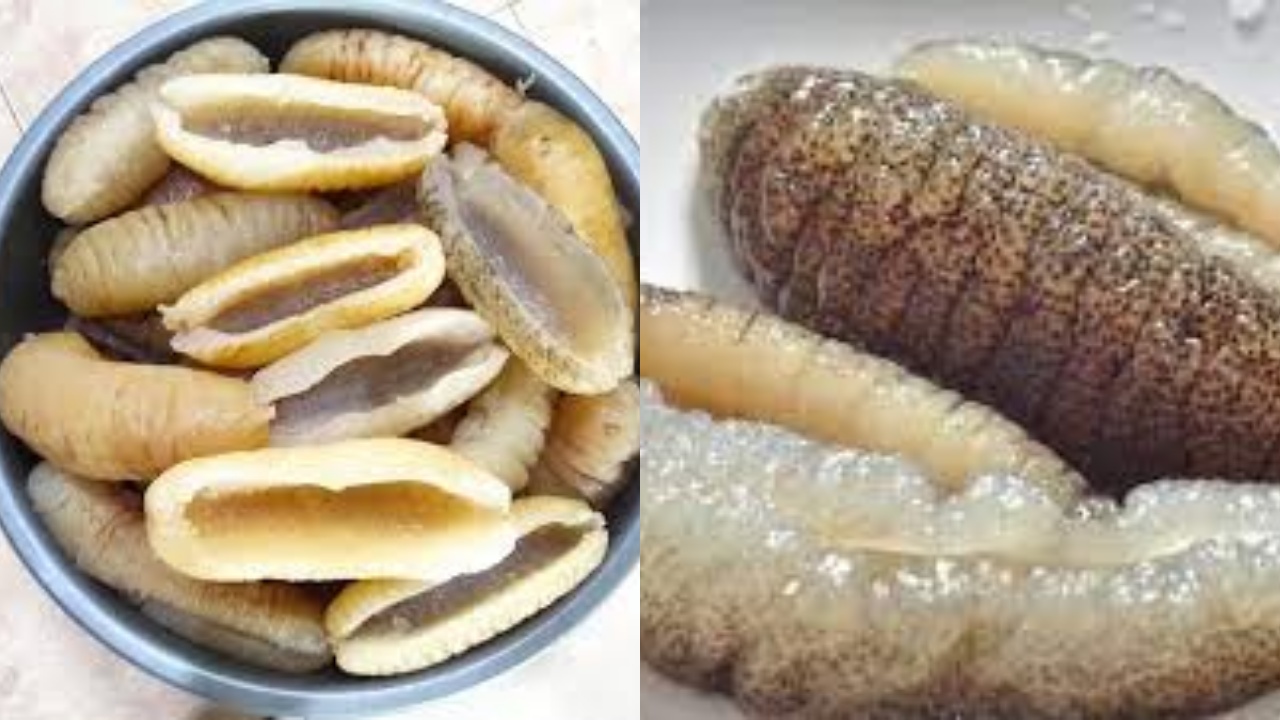 Yuk Ketahui! Inilah Kandungan Nutrisi Dan Manfaat Teripang Untuk Kesehatan 