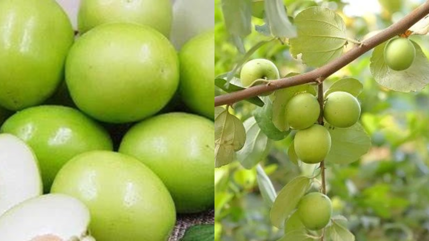 Menenangkan Pikiran Dan Mengatasi Stres Teryata Ini Guys Manfaat Buah Bidara Untuk Kesehatan! 