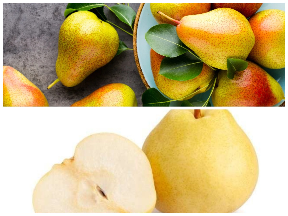 Buah Pir dan Manfaatnya: Nutrisi Alami untuk Jaga Kesehatan Tubuh