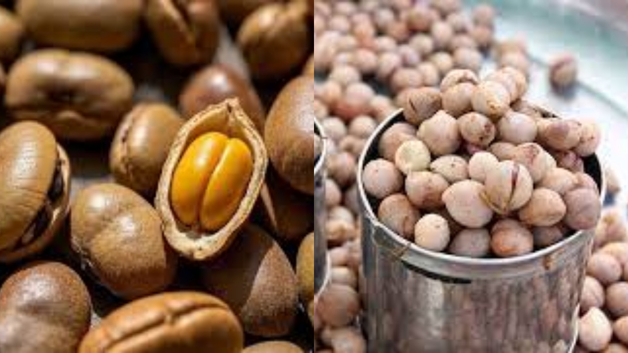  Yuk Ketahui! Inilah Kandungan Dan Manfaat Kacang Bogor Untuk Kesehatan