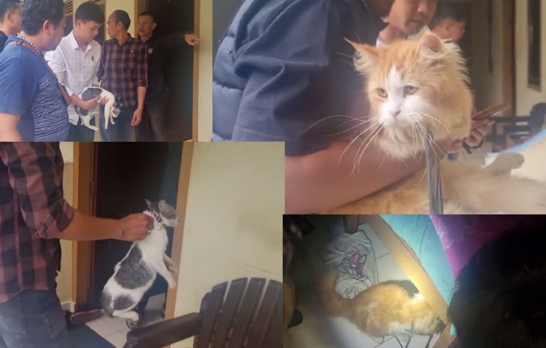 Sadis, 100 Ekor Kucing Sudah Jagal Pelaku Sujady