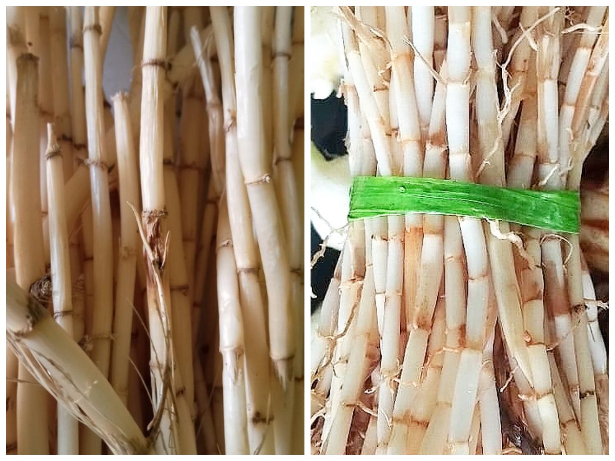 Manfaat Akar Alang-Alang bagi Kesehatan Tubuh: Khasiat Herbal Alami yang Sering Terlupakan!